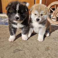 Akita Inu di pura razza