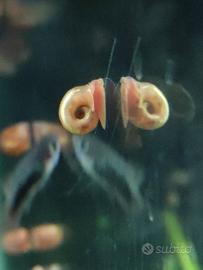 Planorbarius vari colori