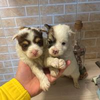 Volpino Spitz / maltese toy