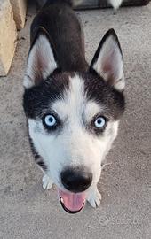 Thor, Husky. Adottato