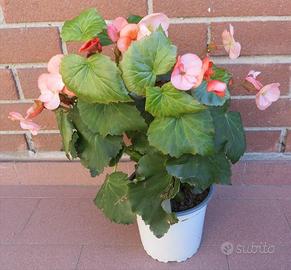 Pianta di Begonia in vaso