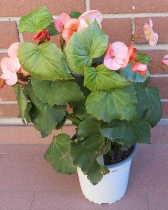 Pianta di Begonia in vaso