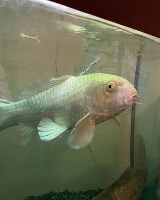 Carpa KOI e altri pesci di lago