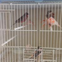 Ultimi arlecchini portoghesi