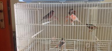 Ultimi arlecchini portoghesi