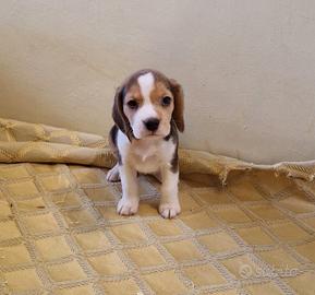 Cuccioli Beagle