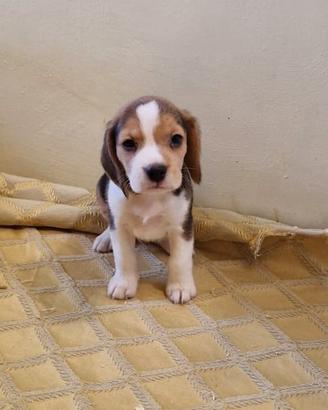 Cuccioli Beagle