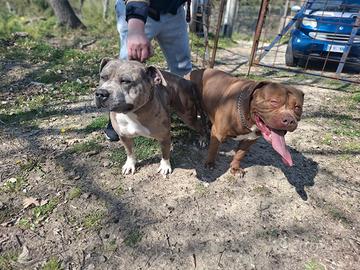 Cuccioli American Bully XL da linee Bossy e DK9 Zo