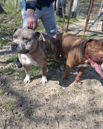 Cuccioli American Bully XL da linee Bossy e DK9 Zo