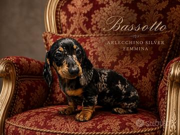 Bassotto Kaninchen 3 mesi