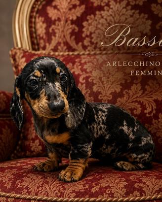 Bassotto Kaninchen 3 mesi