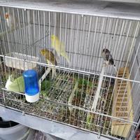 Arricciato scoch mosaico