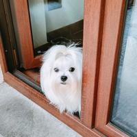 Maltese per monta