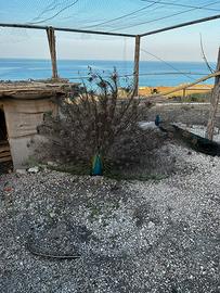 Pavoni piccolo maschi e femmine