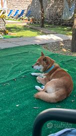 Shiba femmina x monta con il mio shiba