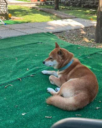 Shiba femmina x monta con il mio shiba