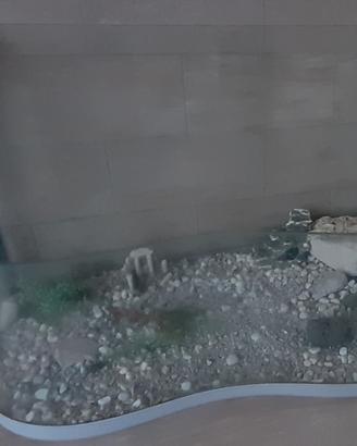 Acquario per tartarughe d'acqua