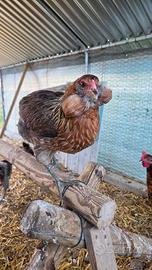 Pulcini,galli galline OLIVE EGGER,AURACANA