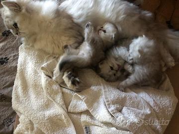 Cuccioli gatto scottish pelo lungo