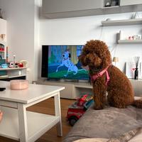 Barboncina per accoppiamento