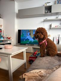 Barboncina per accoppiamento