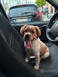 Breton maschio di 3 mesi originale