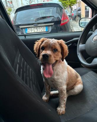 Breton maschio di 3 mesi originale