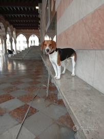 Tito, cucciolone Beagle