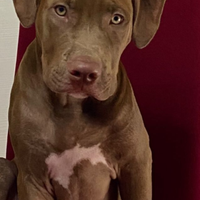 Pitbull Red Rose anni due