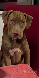 Pitbull Red Rose anni due