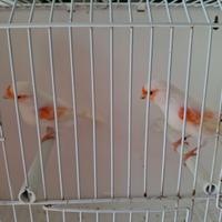 Canarini rosso mosaico