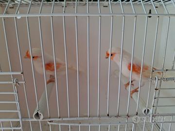 Canarini rosso mosaico