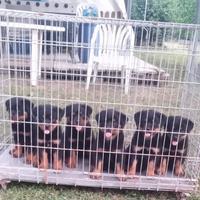 Cuccioli rottweiler con Pedegree