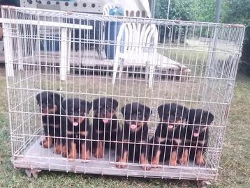 Cuccioli rottweiler con Pedegree