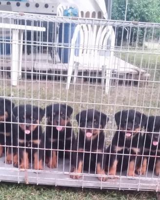Cuccioli rottweiler con Pedegree