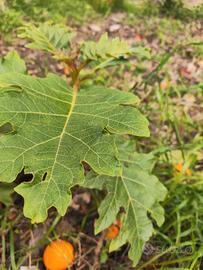 Solanum chrysotricum portainnesto melanzane