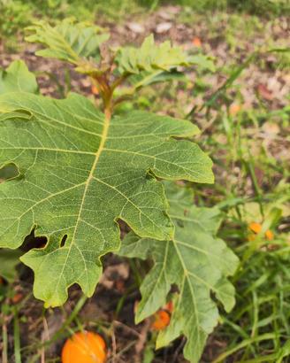 Solanum chrysotricum portainnesto melanzane