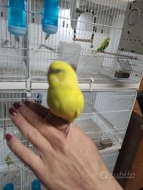 Cocorite allevati a mano