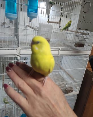 Cocorite allevati a mano