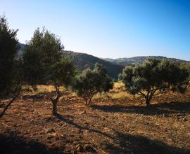 Terreno Agricolo