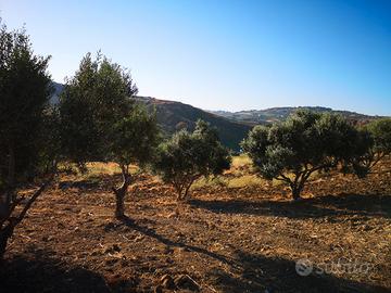 Terreno Agricolo