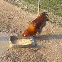 Gallo Araucana