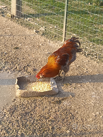 Gallo Araucana