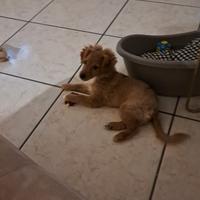 Adottare un cucciolo