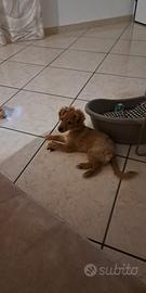 Adottare un cucciolo