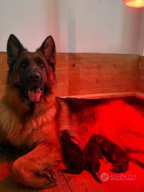 Cuccioli pastore tedesco - PEDIGREE ROSA