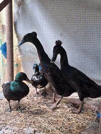 Anatre coritrice