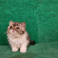 Gatto persiano ipertipico bianco e silver