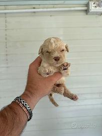 Lagotto romagnolo