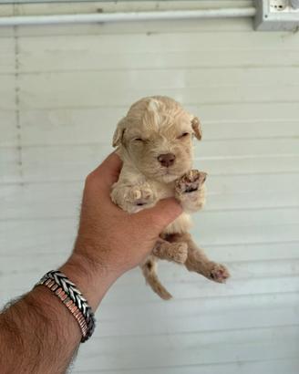 Lagotto romagnolo